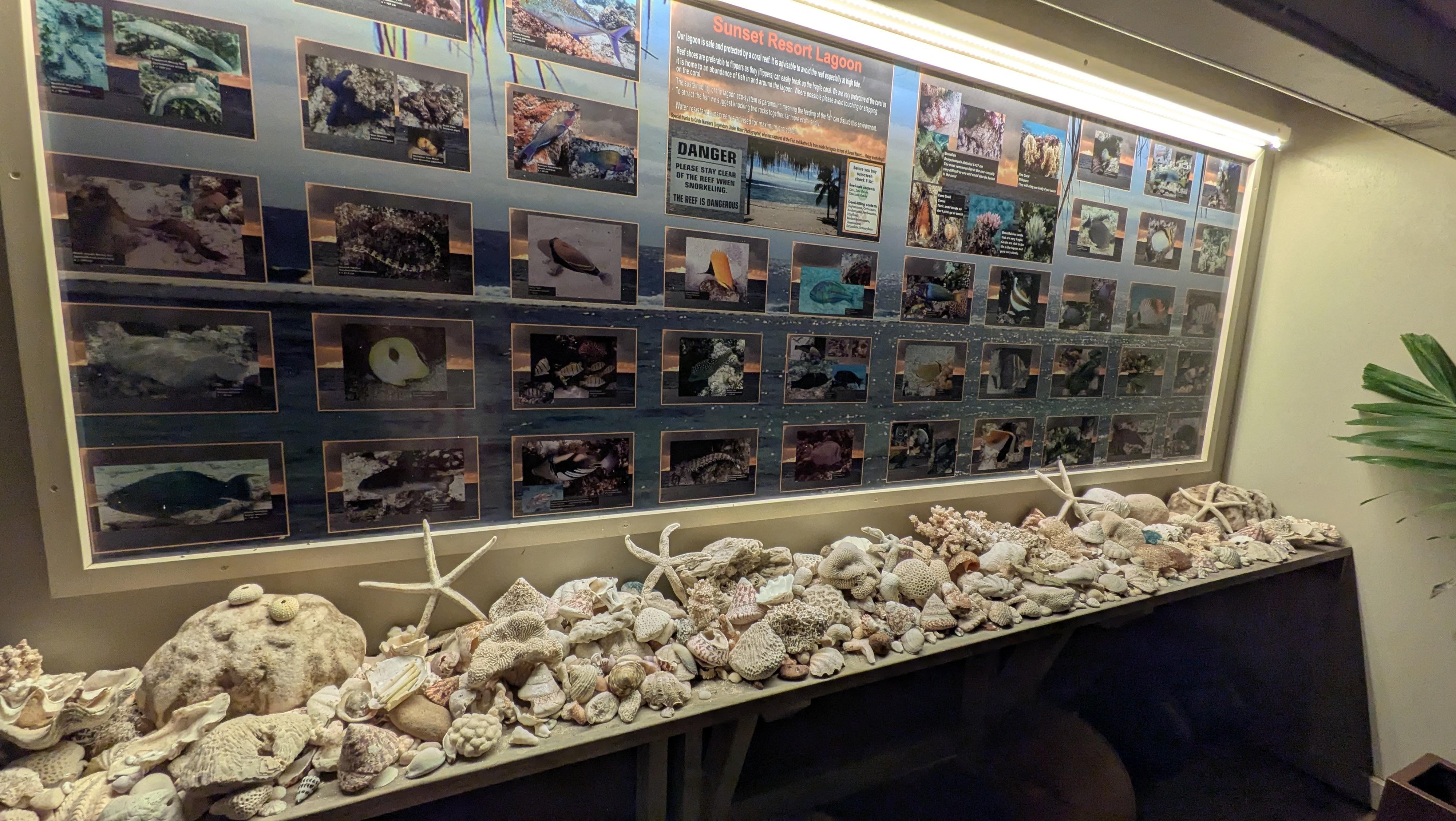 Install of local shells and descriptions and photos of fish