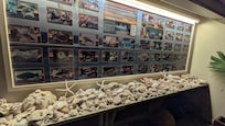Install of local shells and descriptions and photos of fish