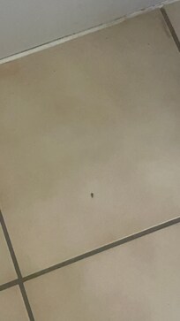Roach