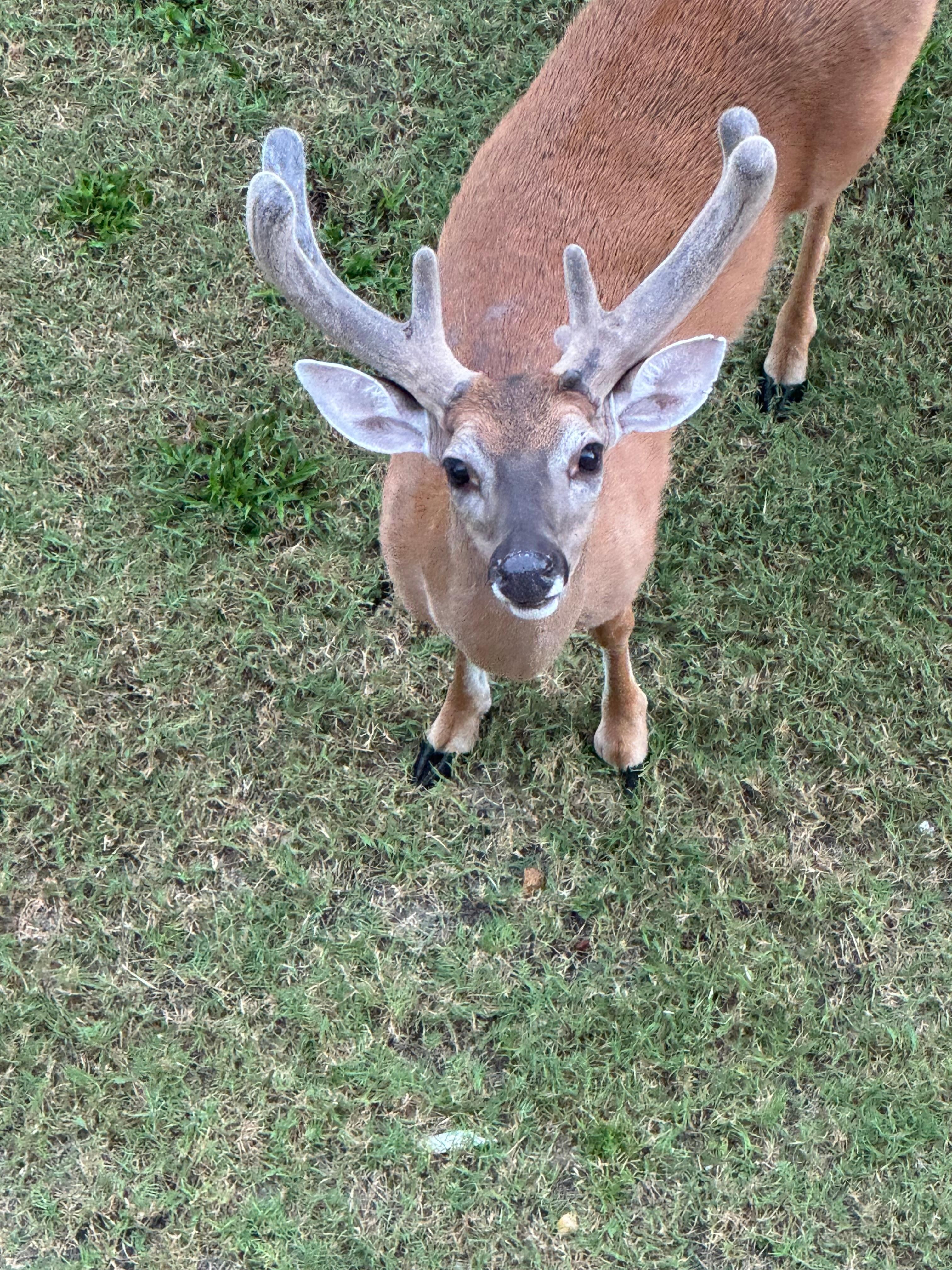 He loved carrots and apples!! 