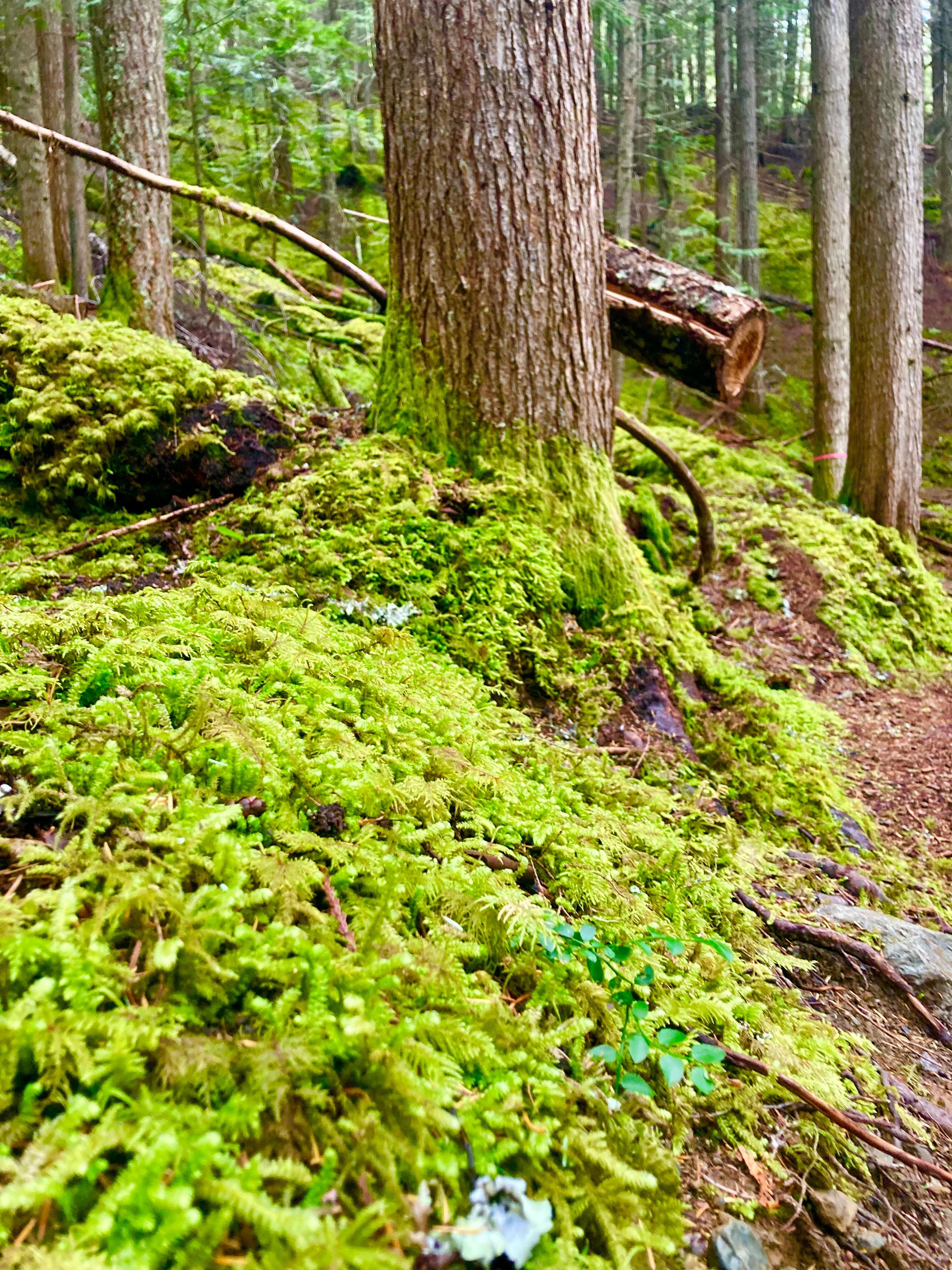 Hike above cabin 