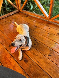 A random dog that came up on our deck for a visit