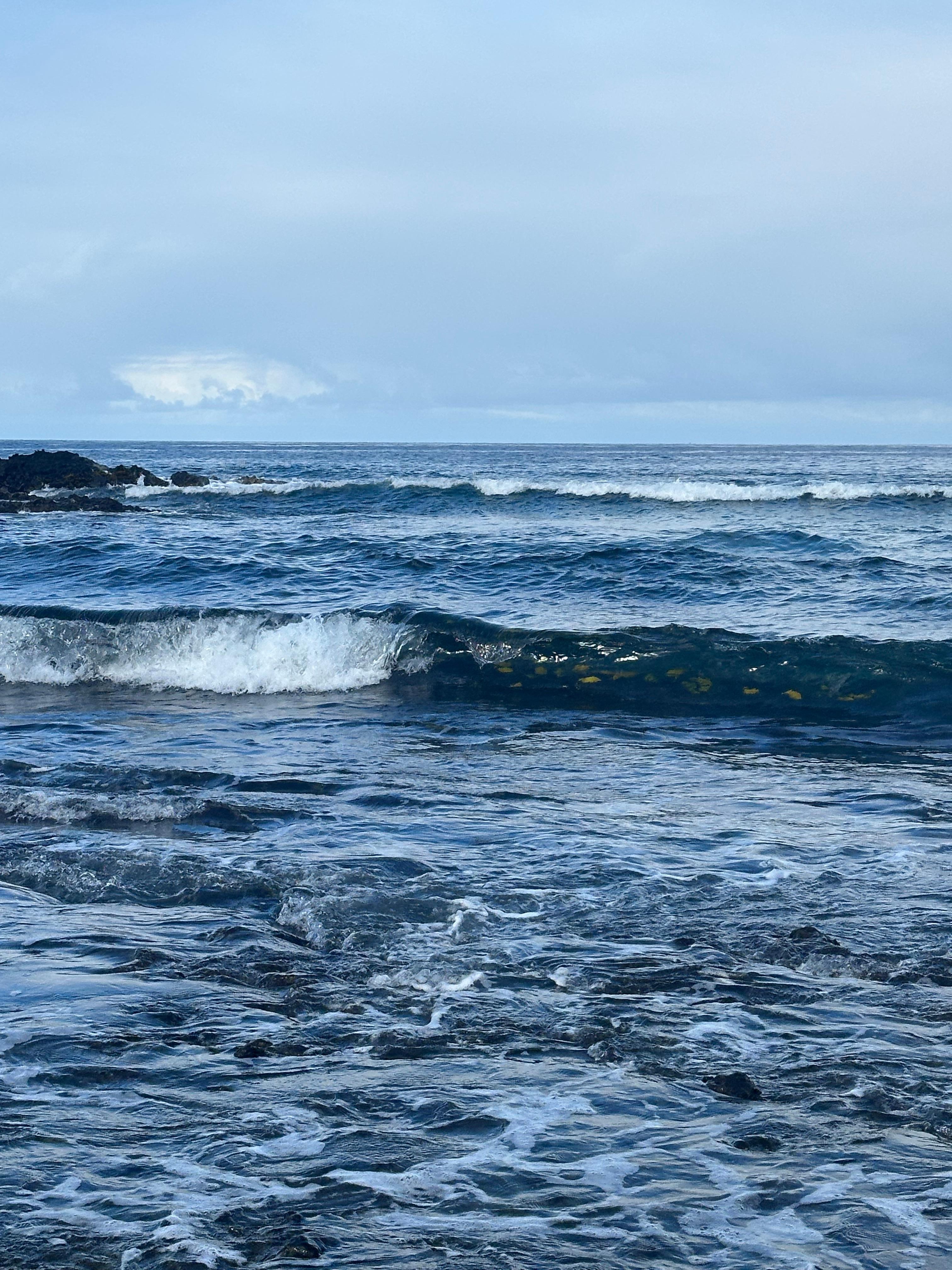 Yellow tang in the waves