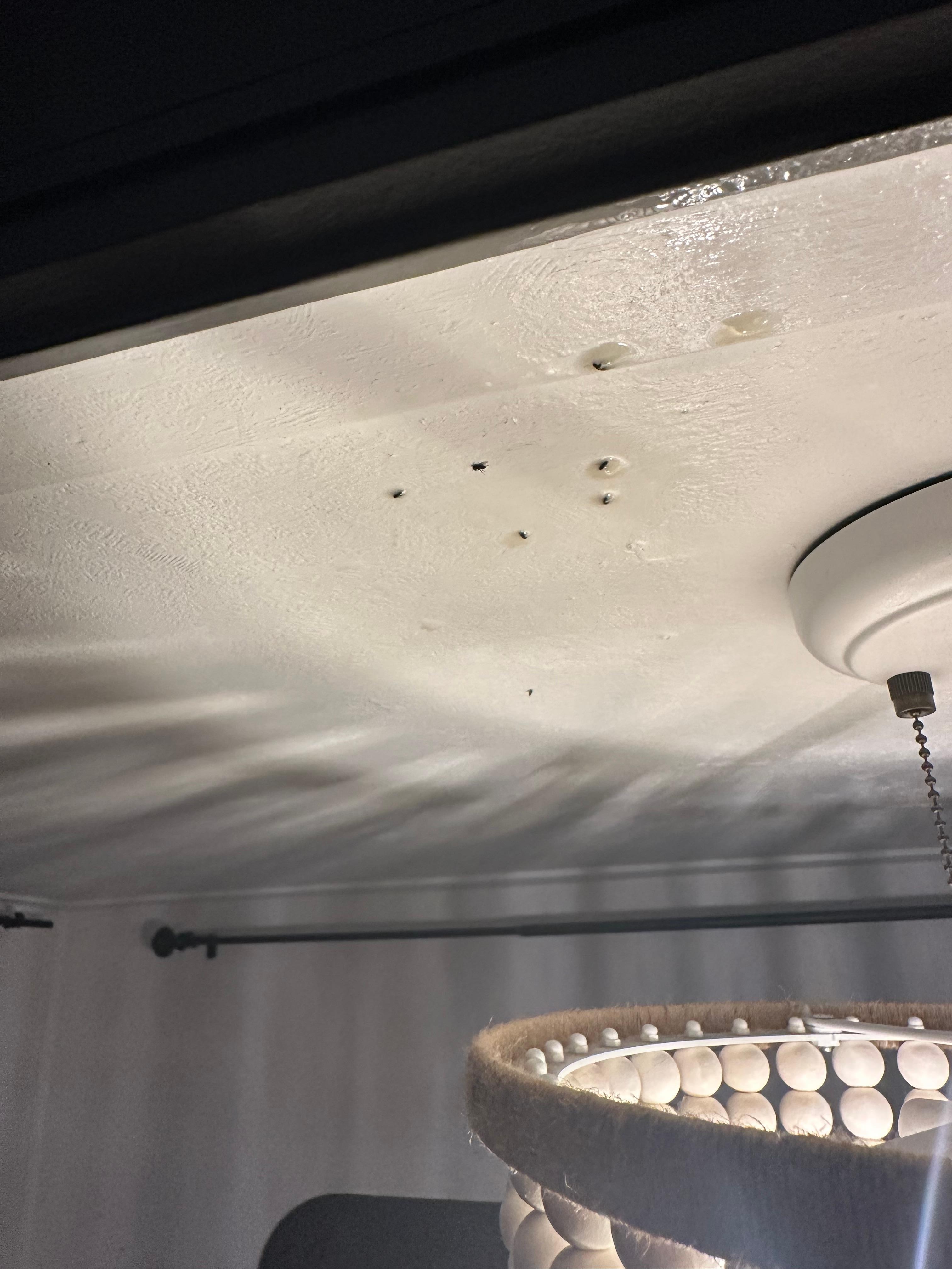 Some of the gnats on ceiling