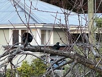 A pair of Tuis at the edge of the deck.