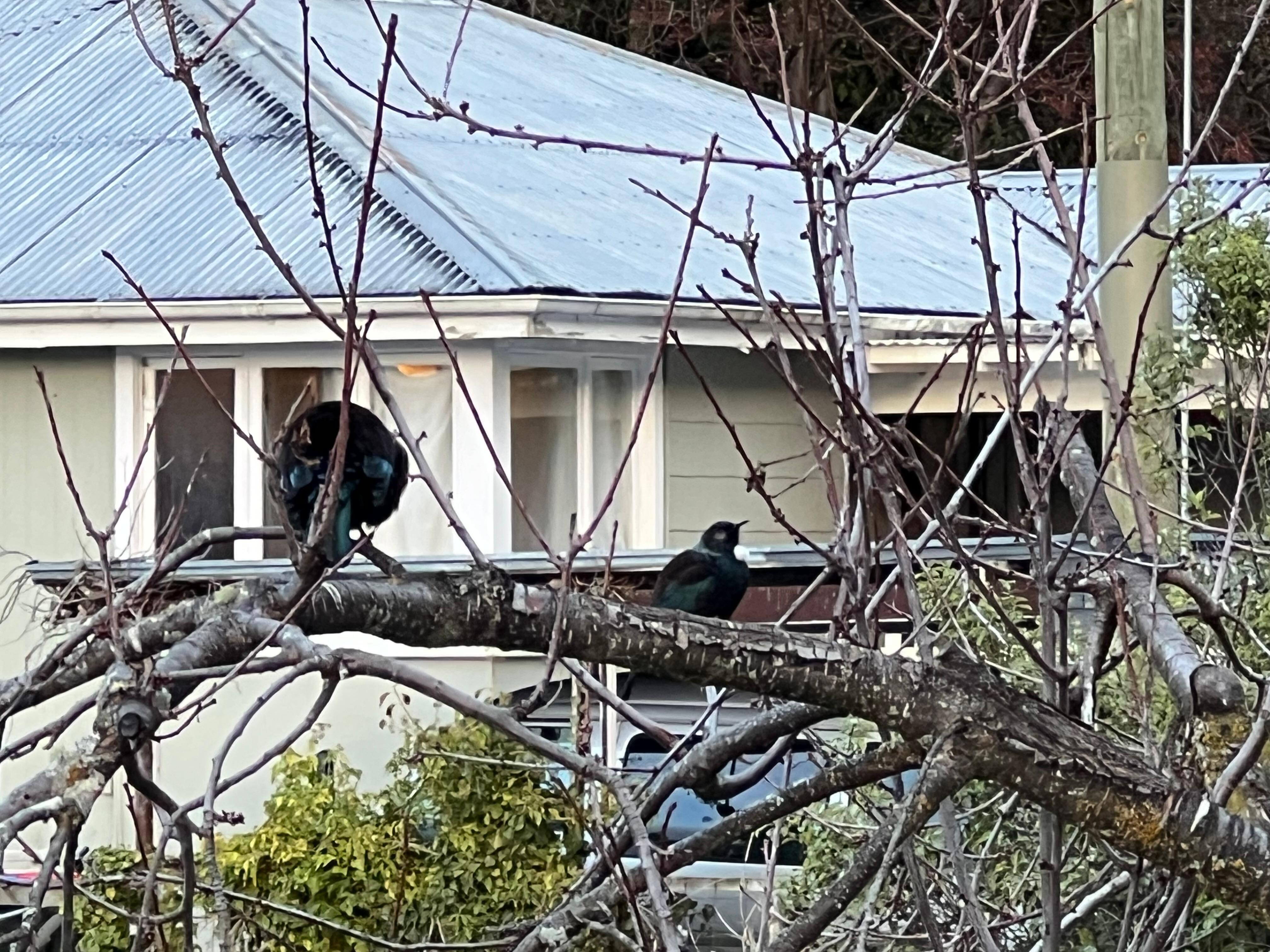 A pair of Tuis at the edge of the deck. 