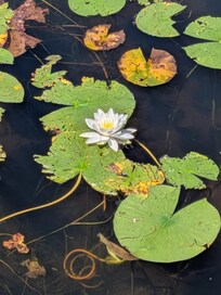 Flowering Lily Pads