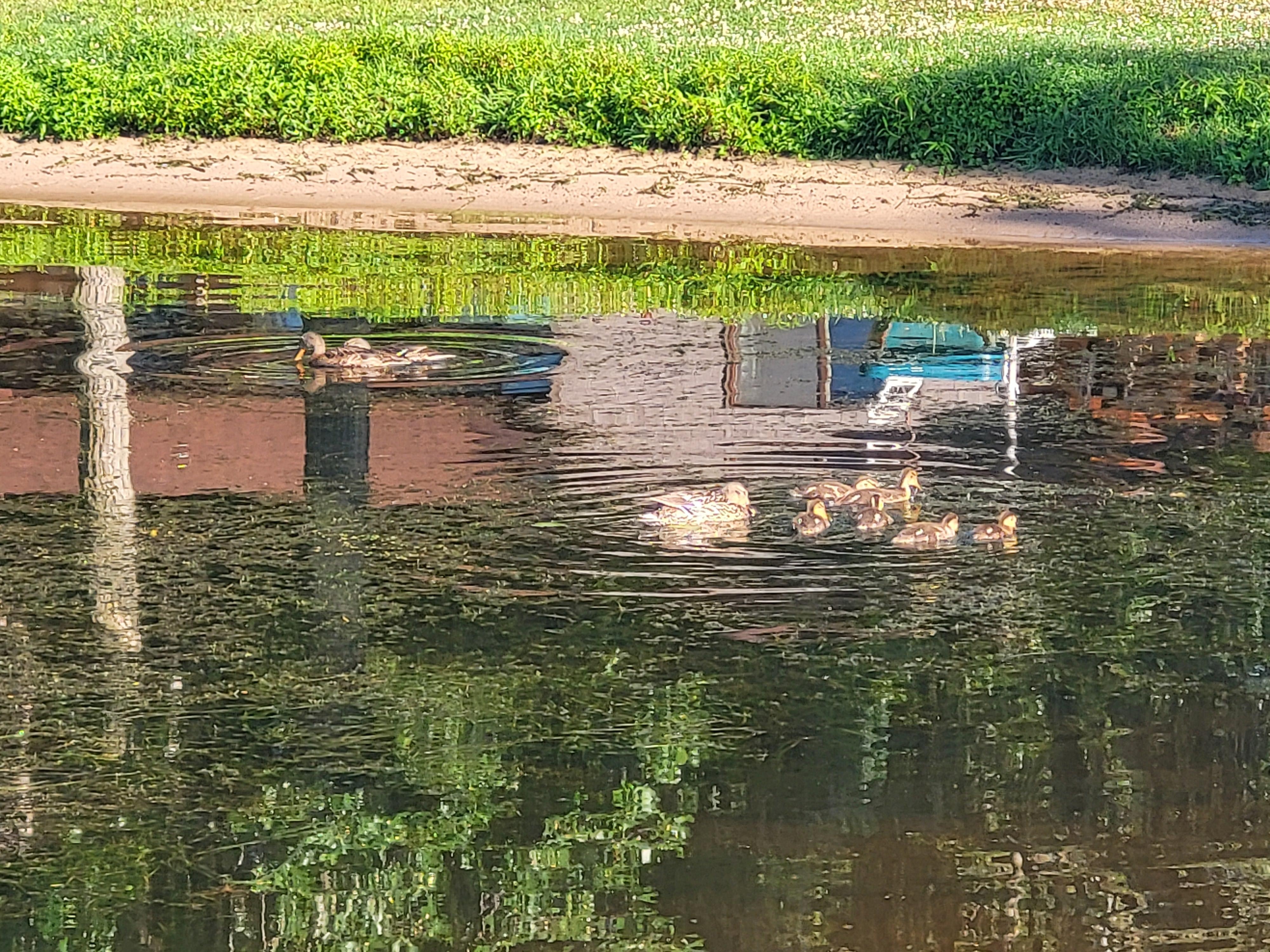 Family of ducks kept us company