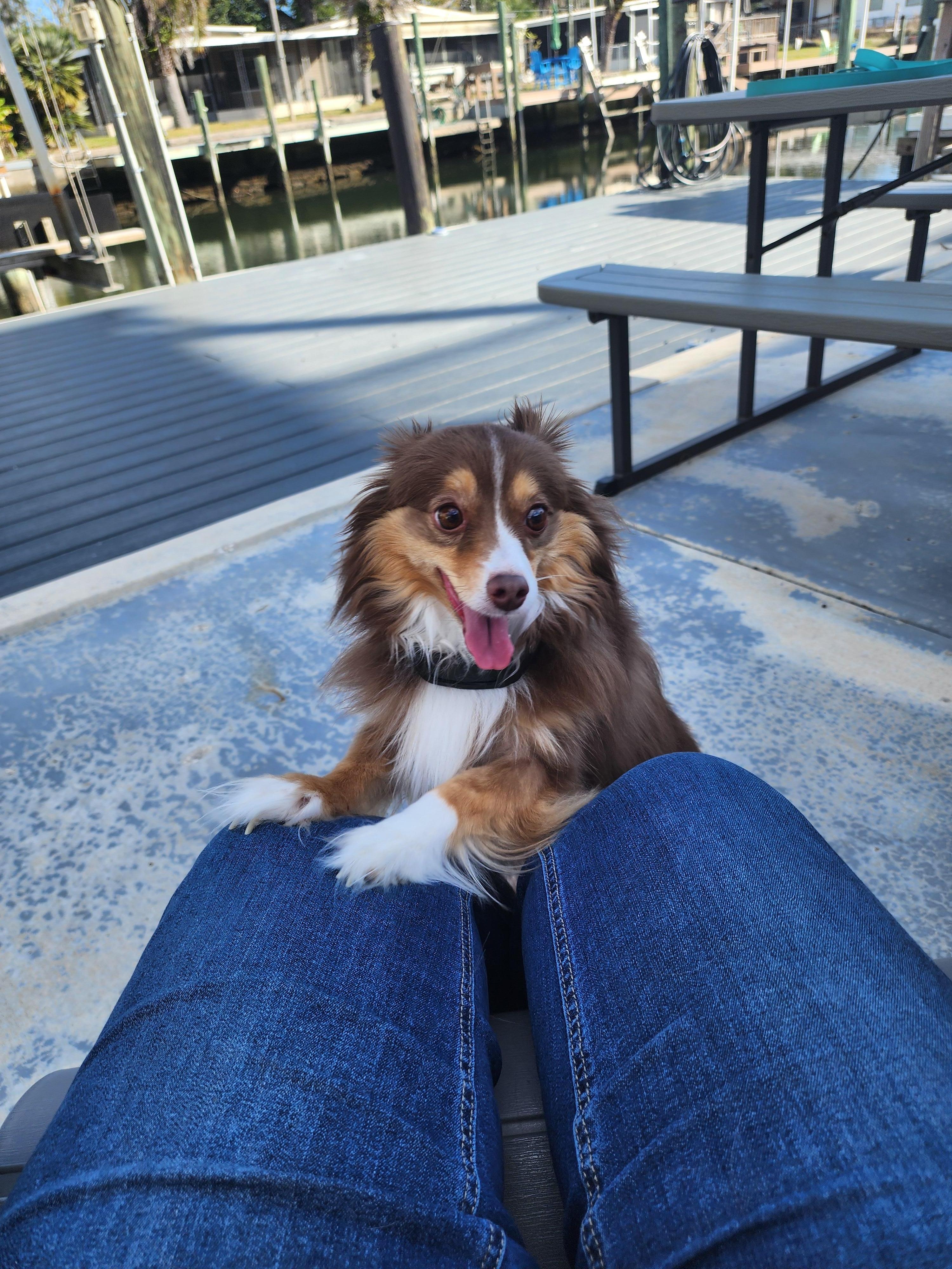 There is a fence around the property that makes it safe for pets to roam.