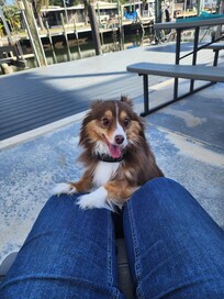 There is a fence around the property that makes it safe for pets to roam.