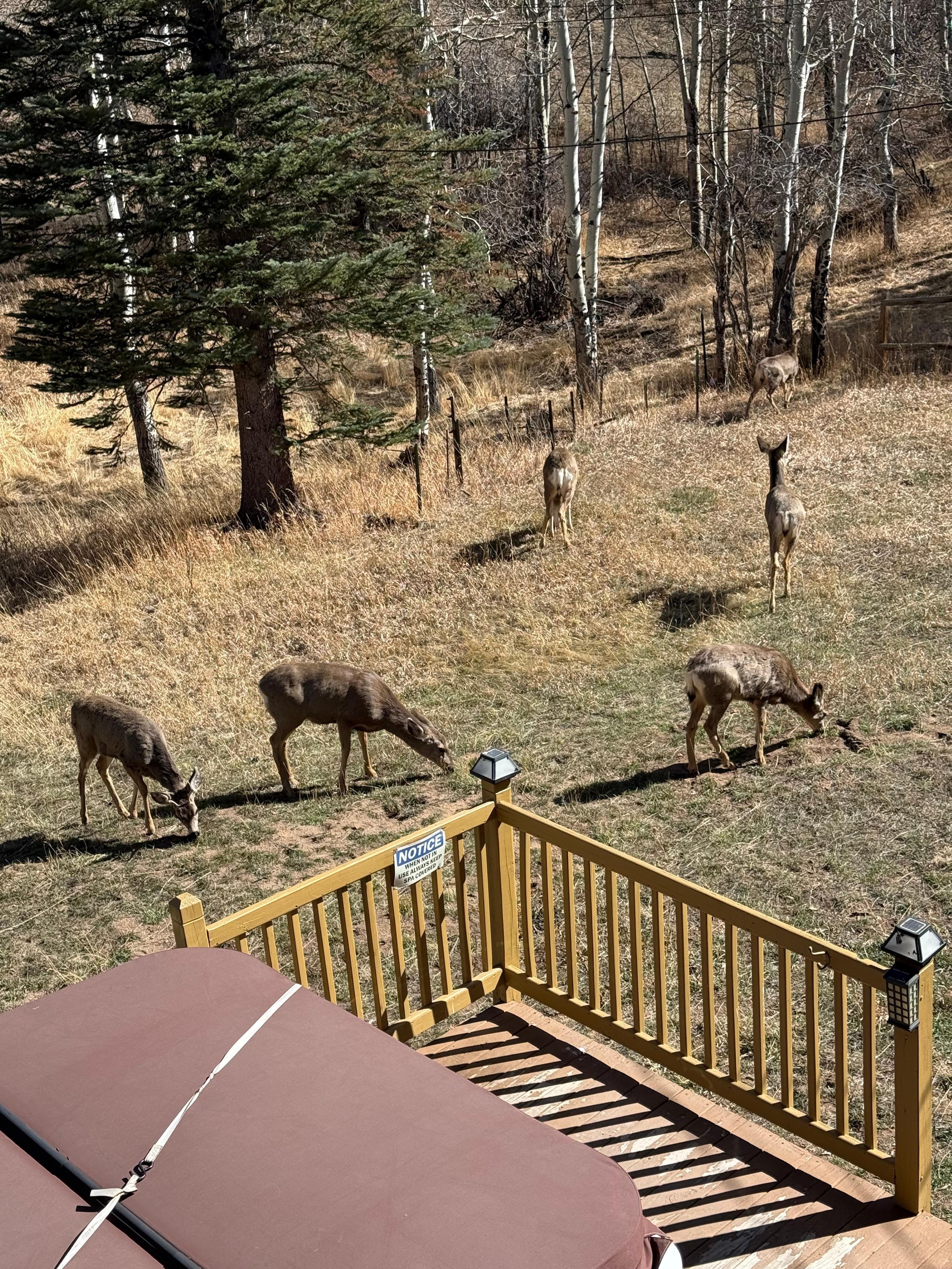 Picture from the deck 