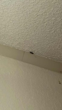 Roach hanging out on ceiling. There was another one out in the hallway on 2nd floor.