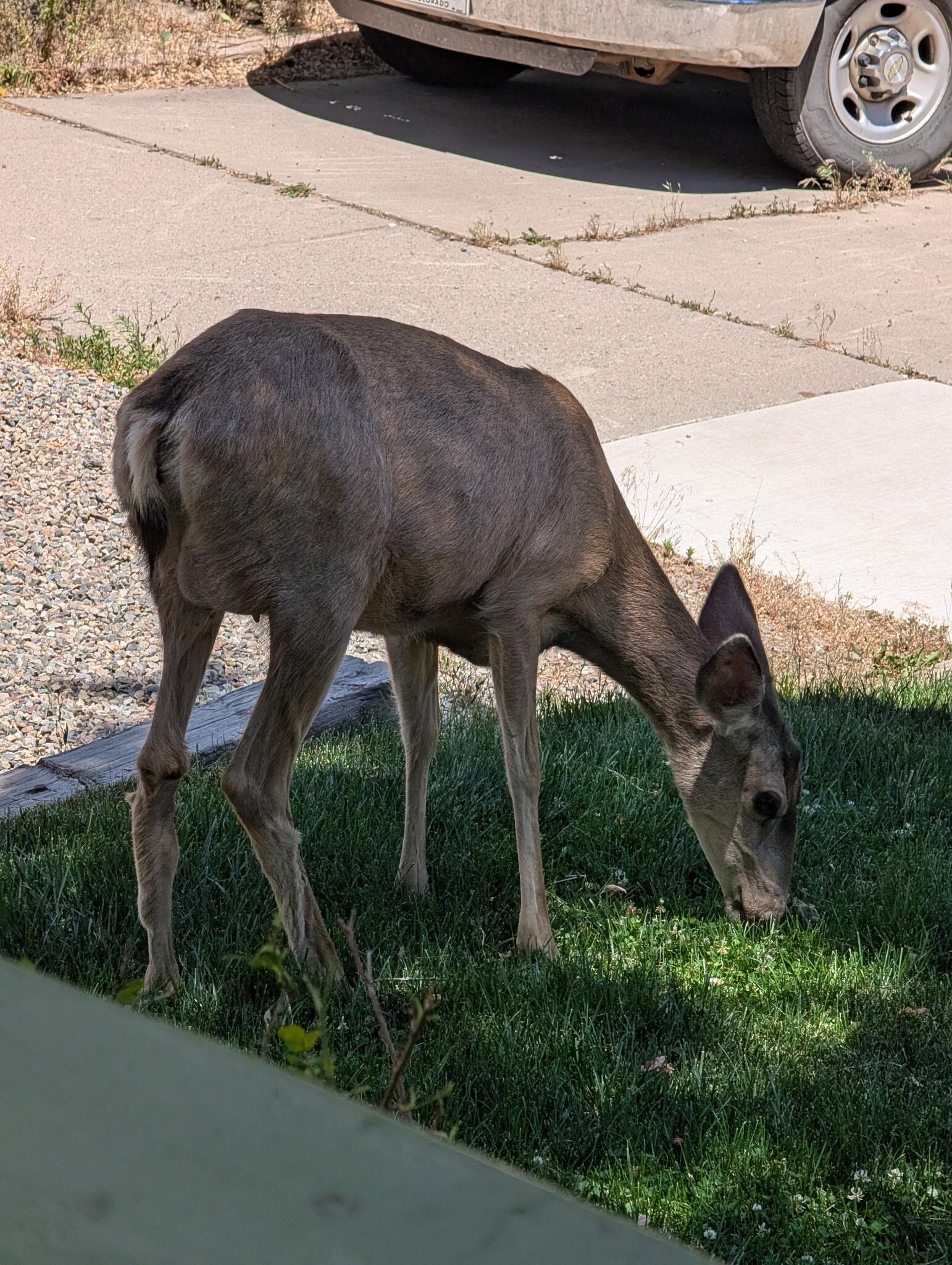 A visitor on the front porch area, drank my coffee on porch outside and enjoyed our visitor.