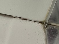 shower mold