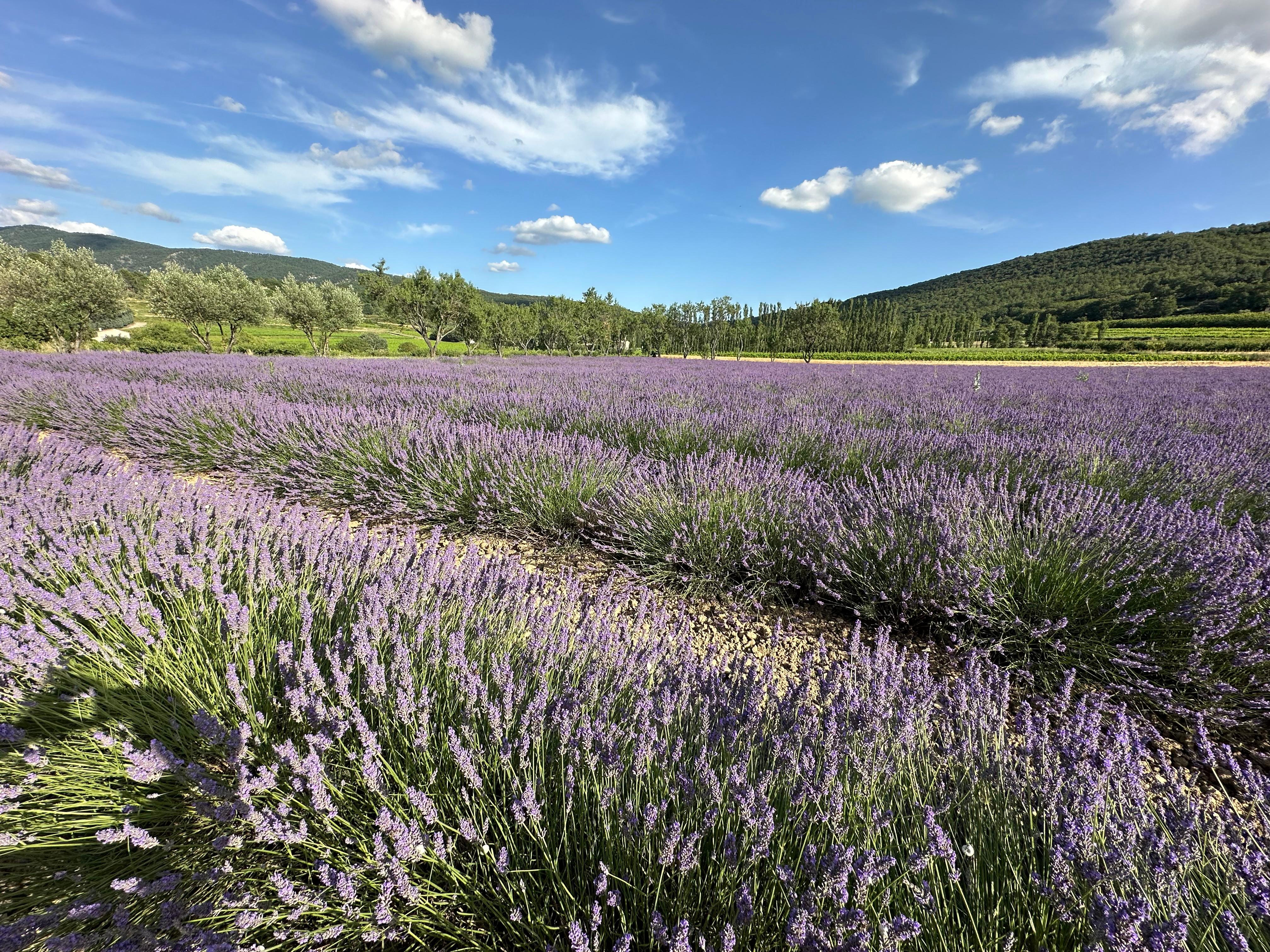 Lavendel wie aus dem Bilderbuch, ganz nahe beim Hotel