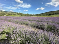 Lavendel wie aus dem Bilderbuch, ganz nahe beim Hotel