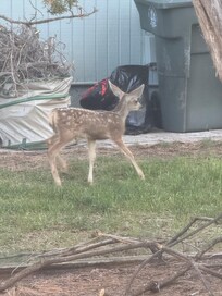 Morning visitors
