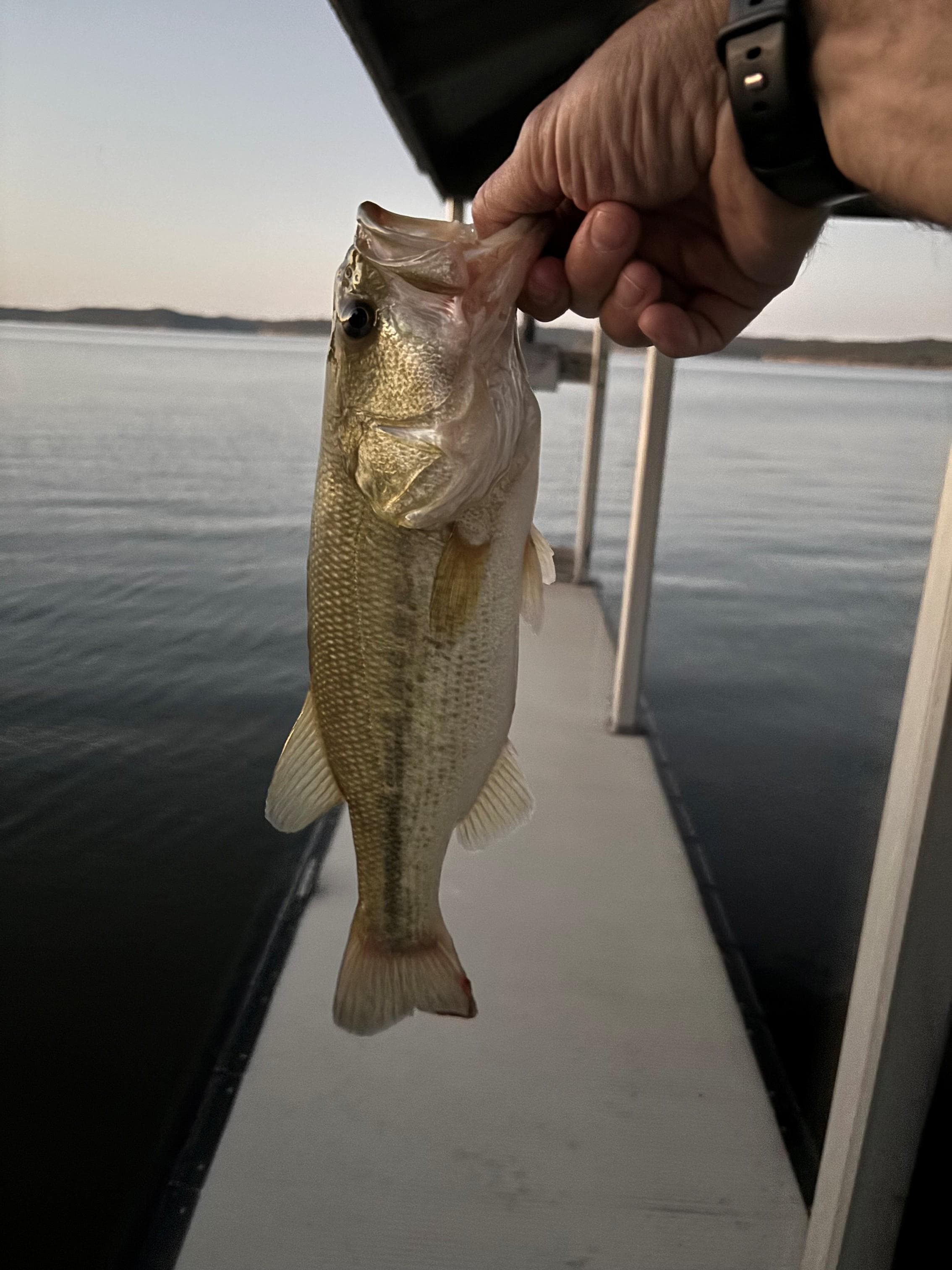 Large mouth bass caught from the boat dock.