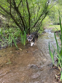 Pickles enjoying playing in the creek