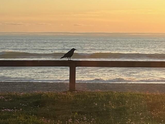 Local raven