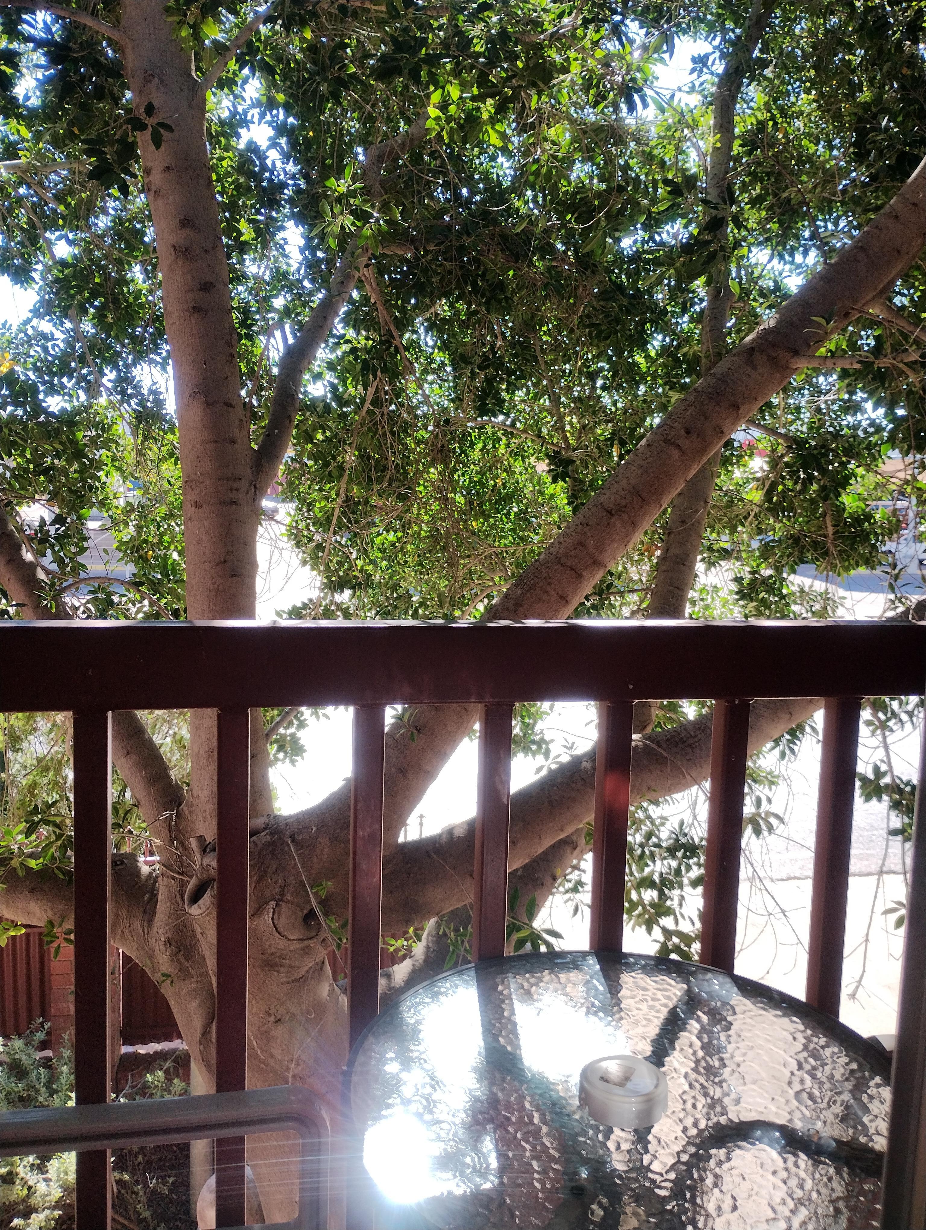 The balcony, and tree that screens your room from the street 