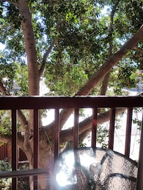 The balcony, and tree that screens your room from the street