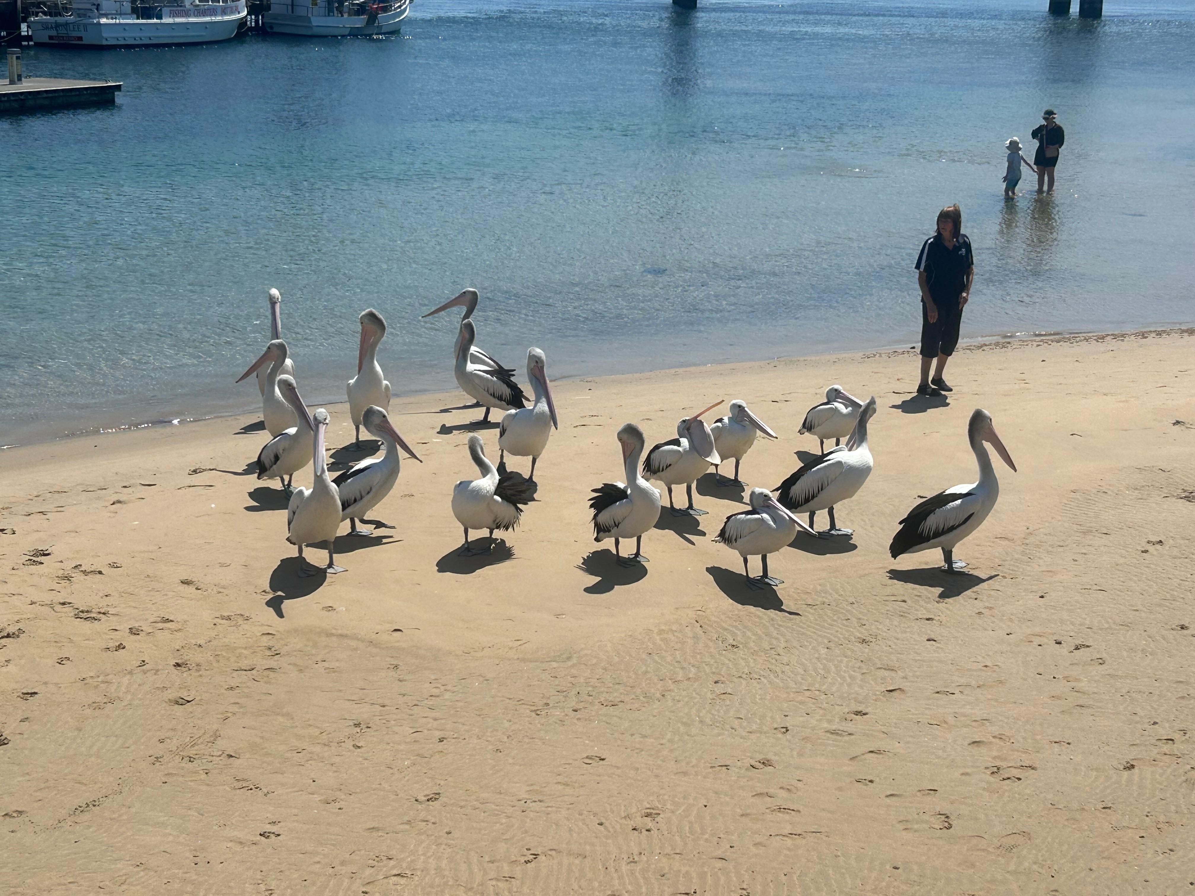 Pelicans