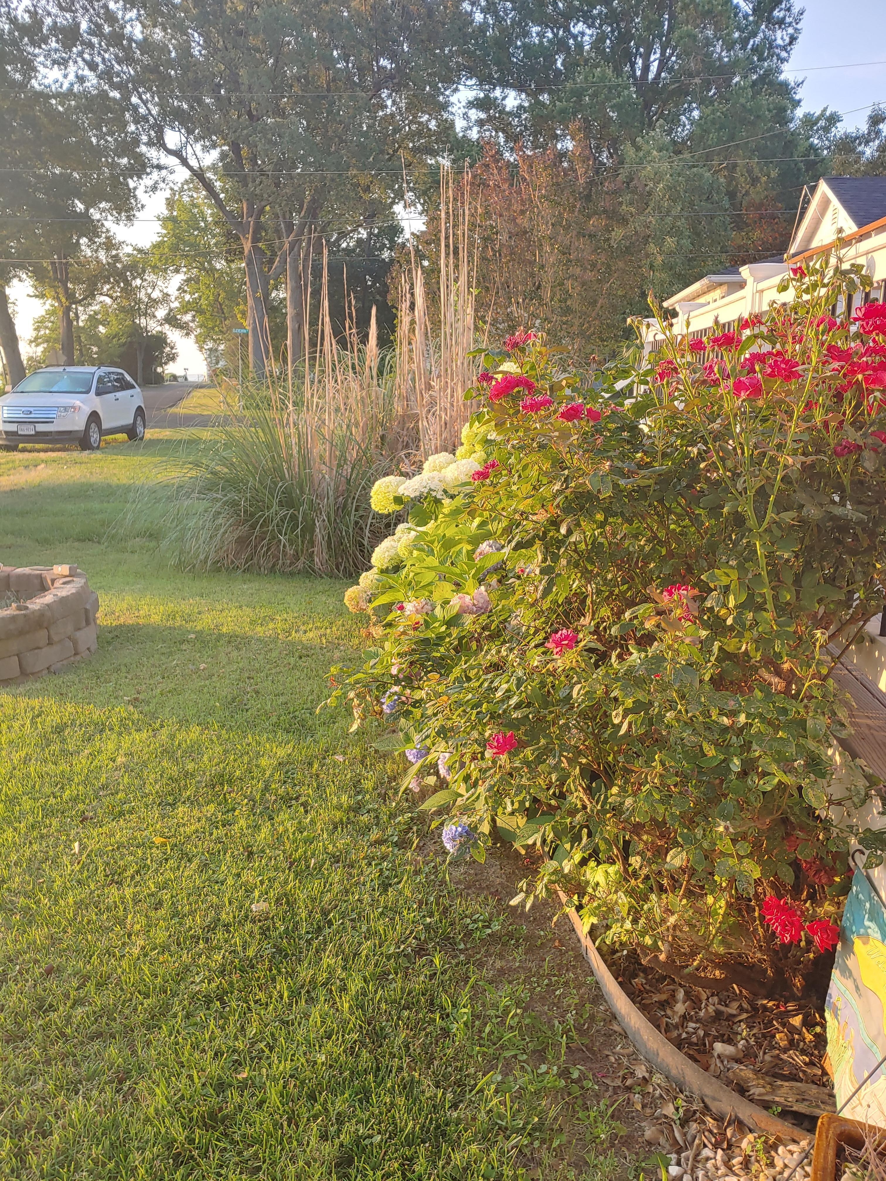 Front yard flowers. 