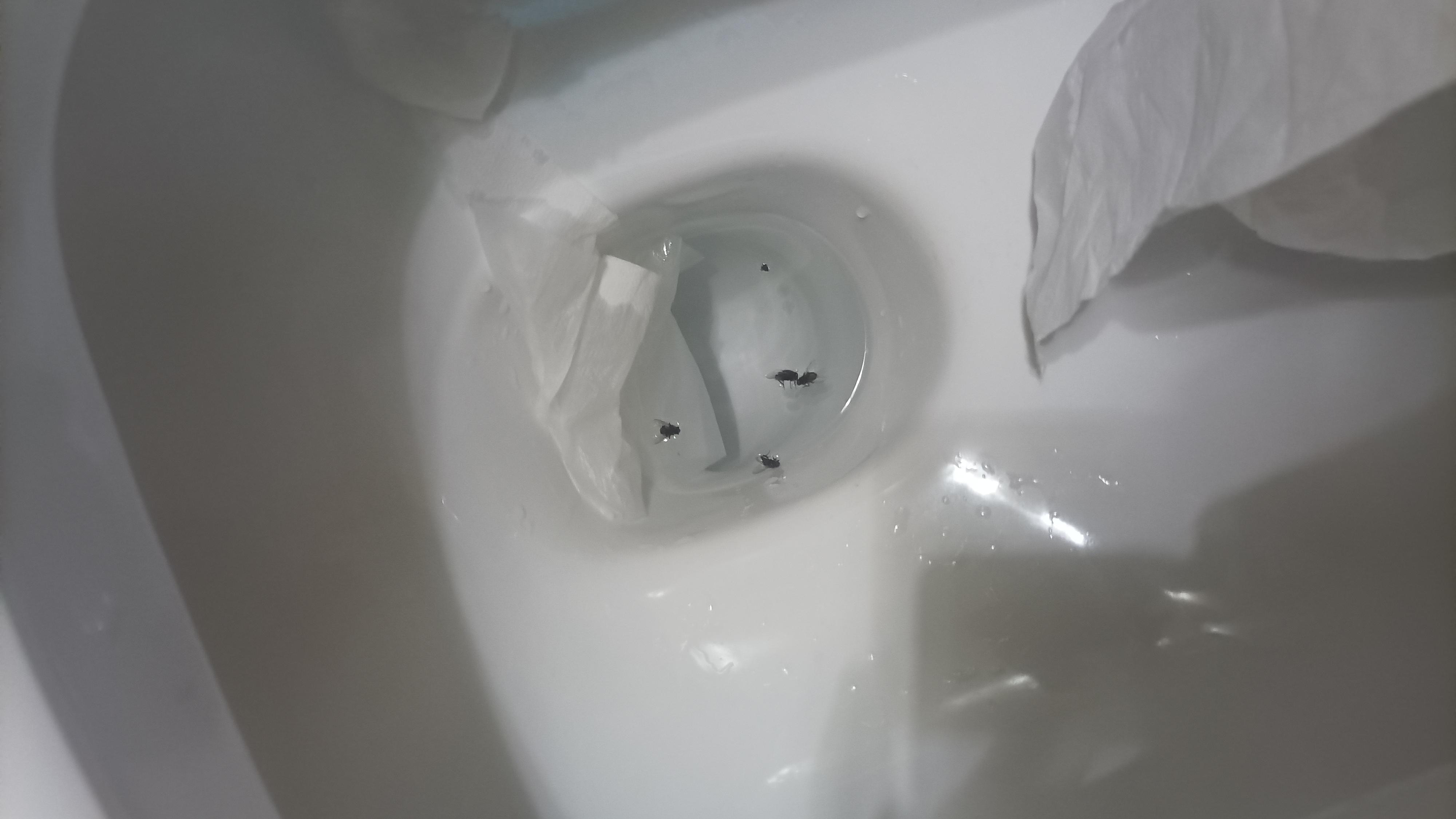 Moscas encontradas por la habitacion