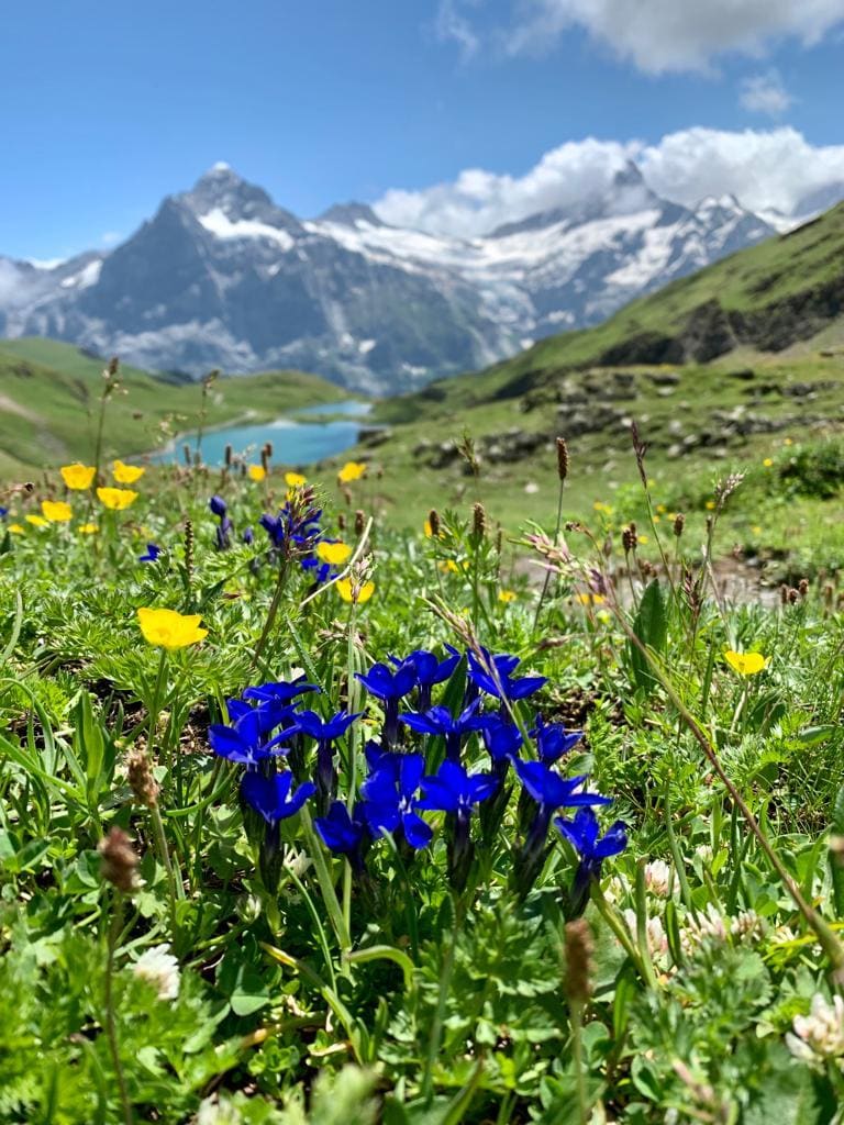 Bachalpsee boven Grindelwald