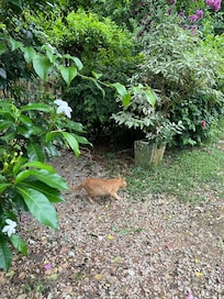 Watch out for tiger, he will surpriseattack you