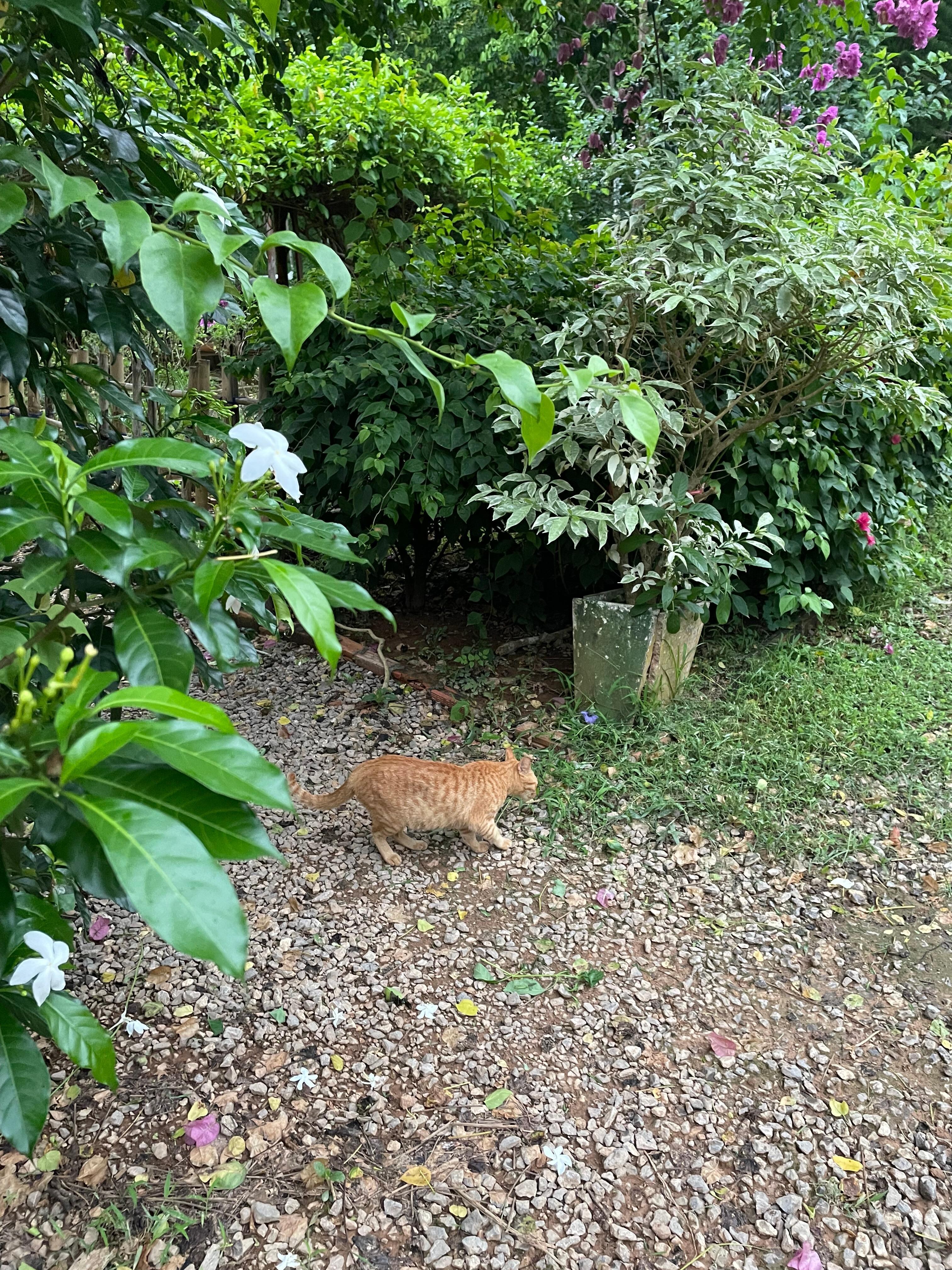 Watch out for tiger, he will surpriseattack you