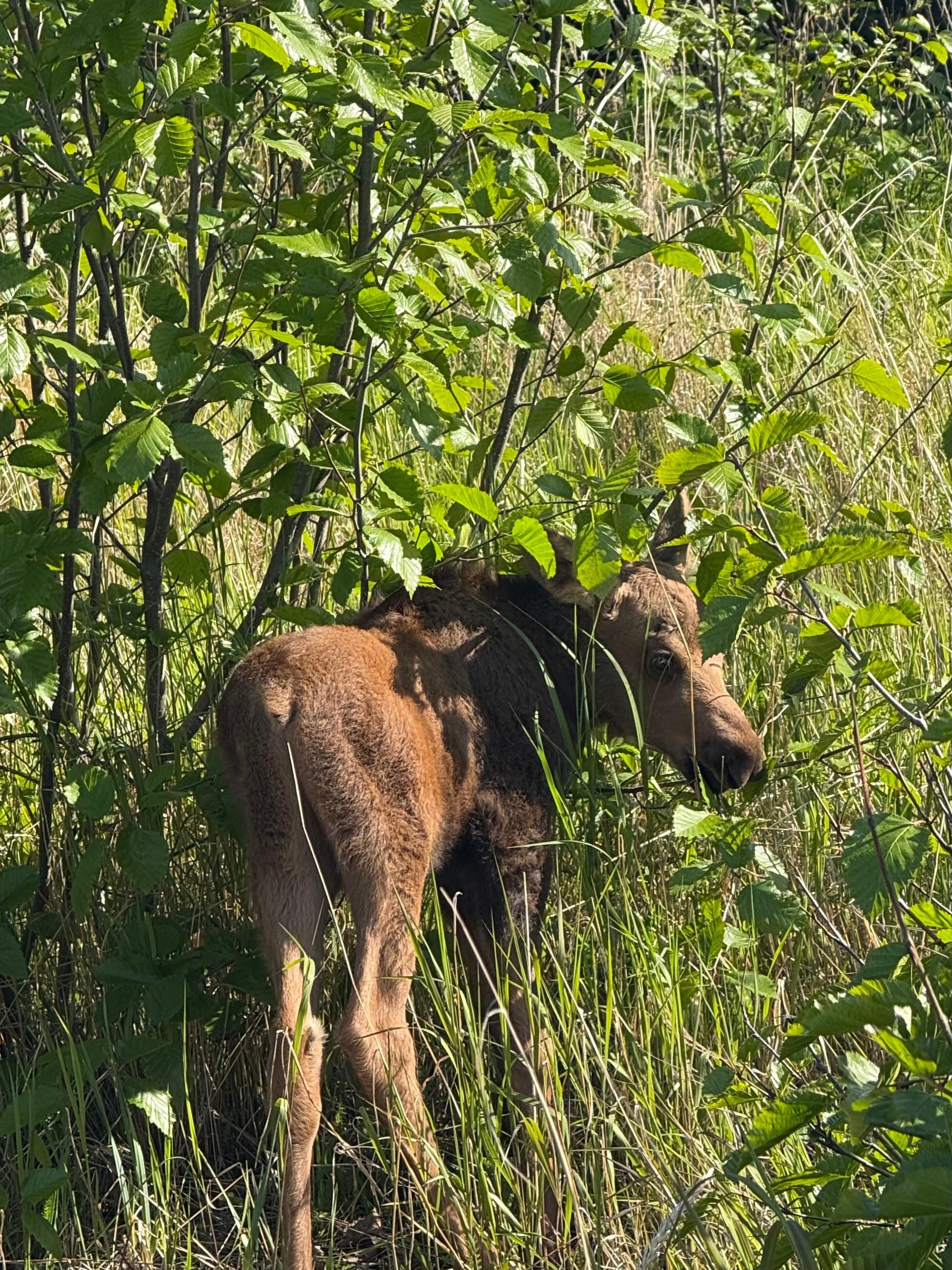 Moose on road to cabin