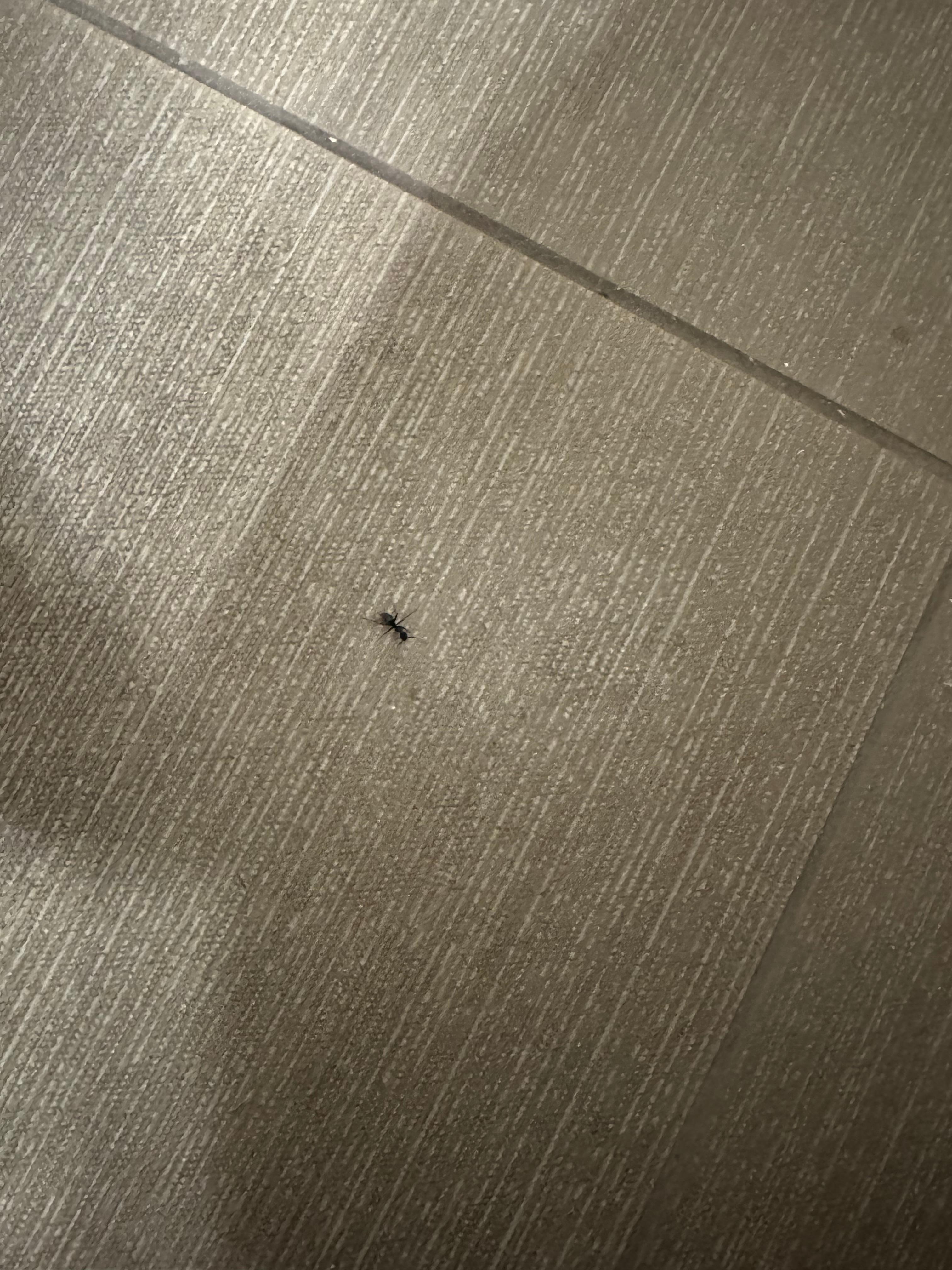 Ants