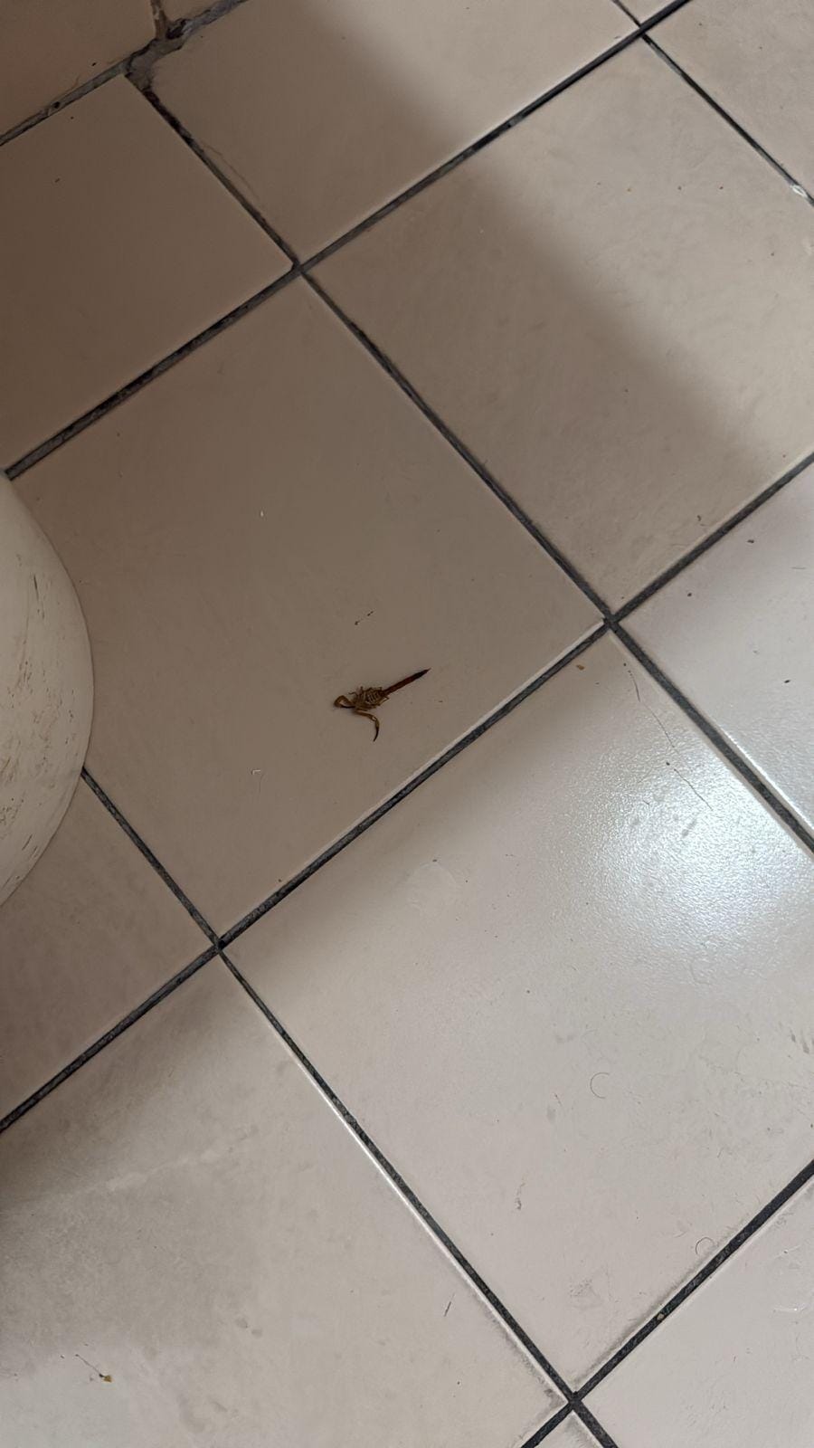 Quarto com escorpião 🦂