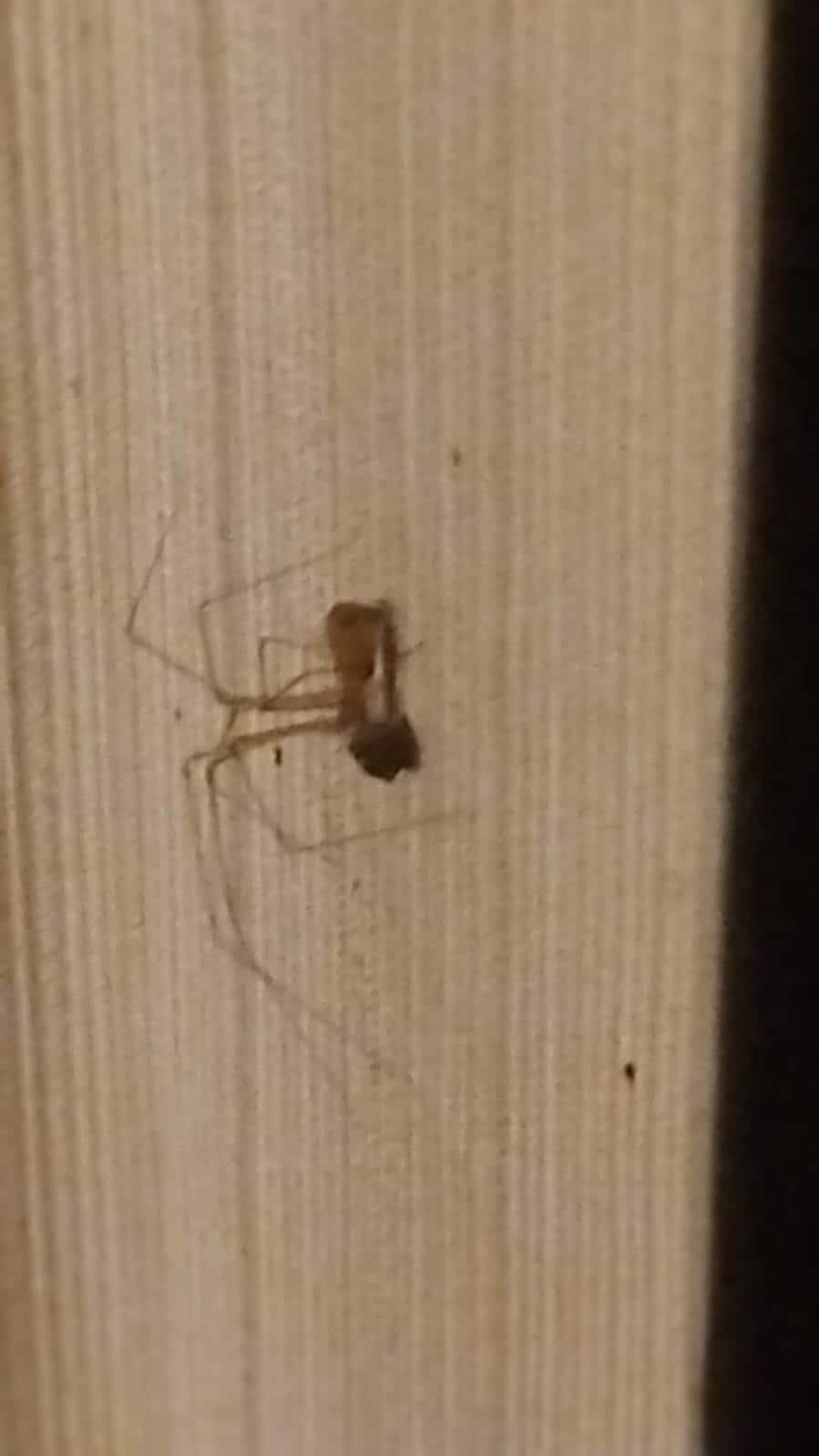 Spiders