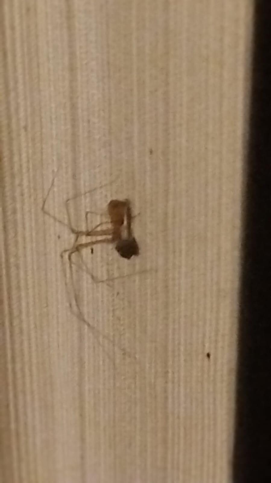 Spiders