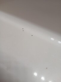 Bugs on vanity