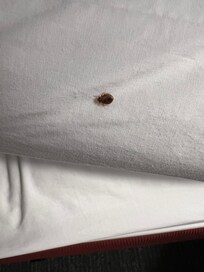 Bedbug in my bed