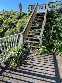 Vines and prickers growing across stairs