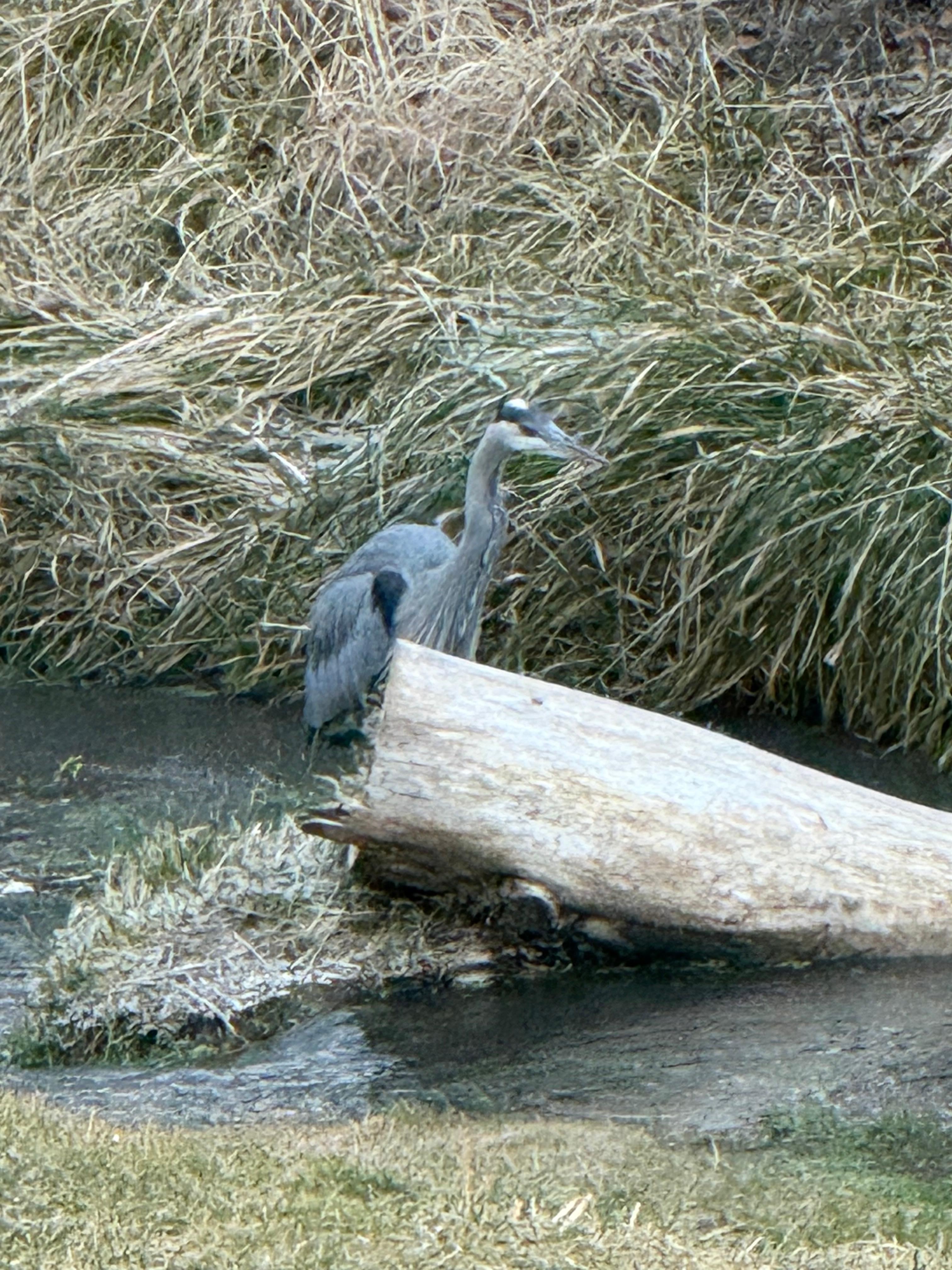 Great Blue Heron near the back porch