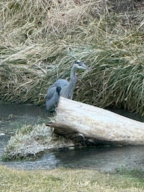 Great Blue Heron near the back porch