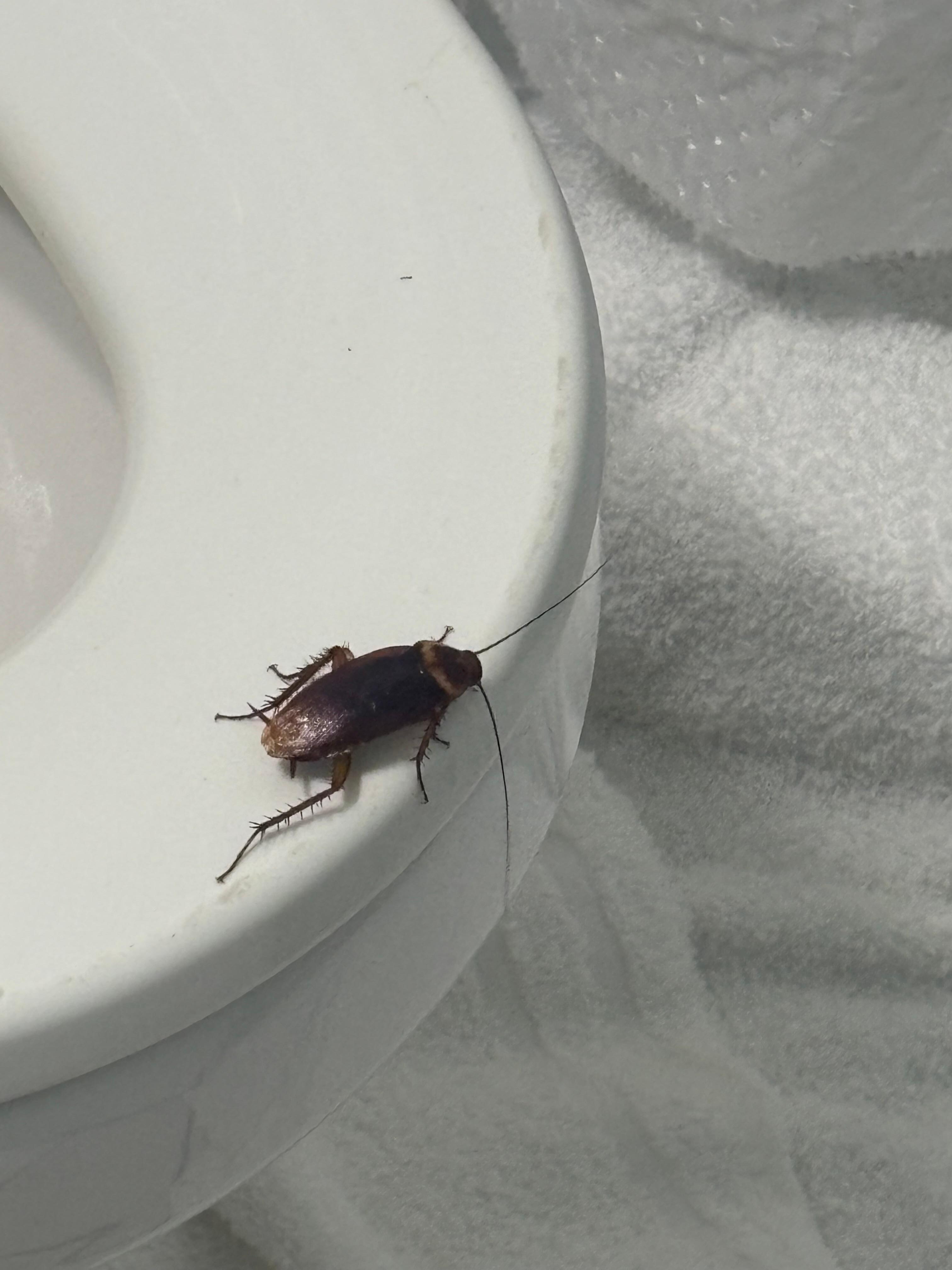 We saw several of these. 
