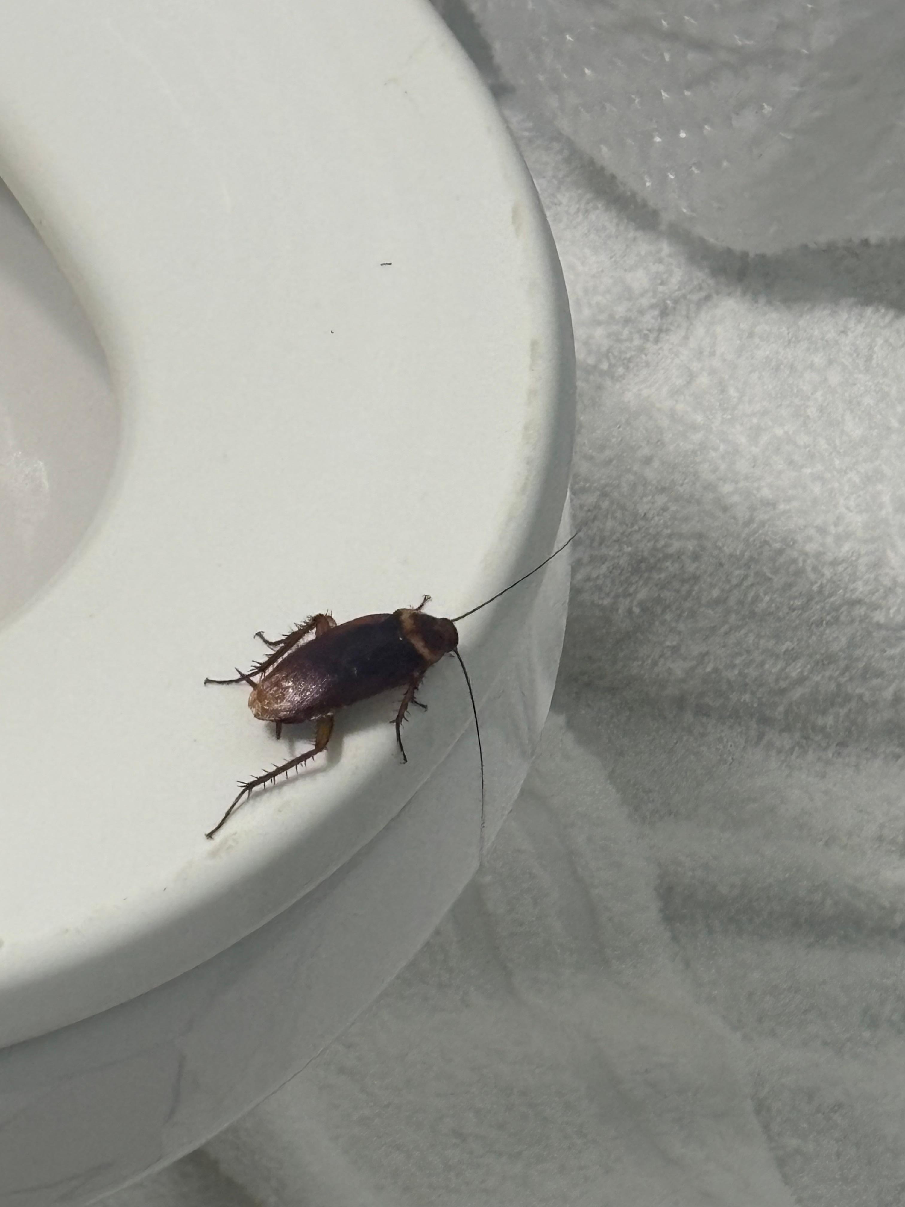 We saw several of these.