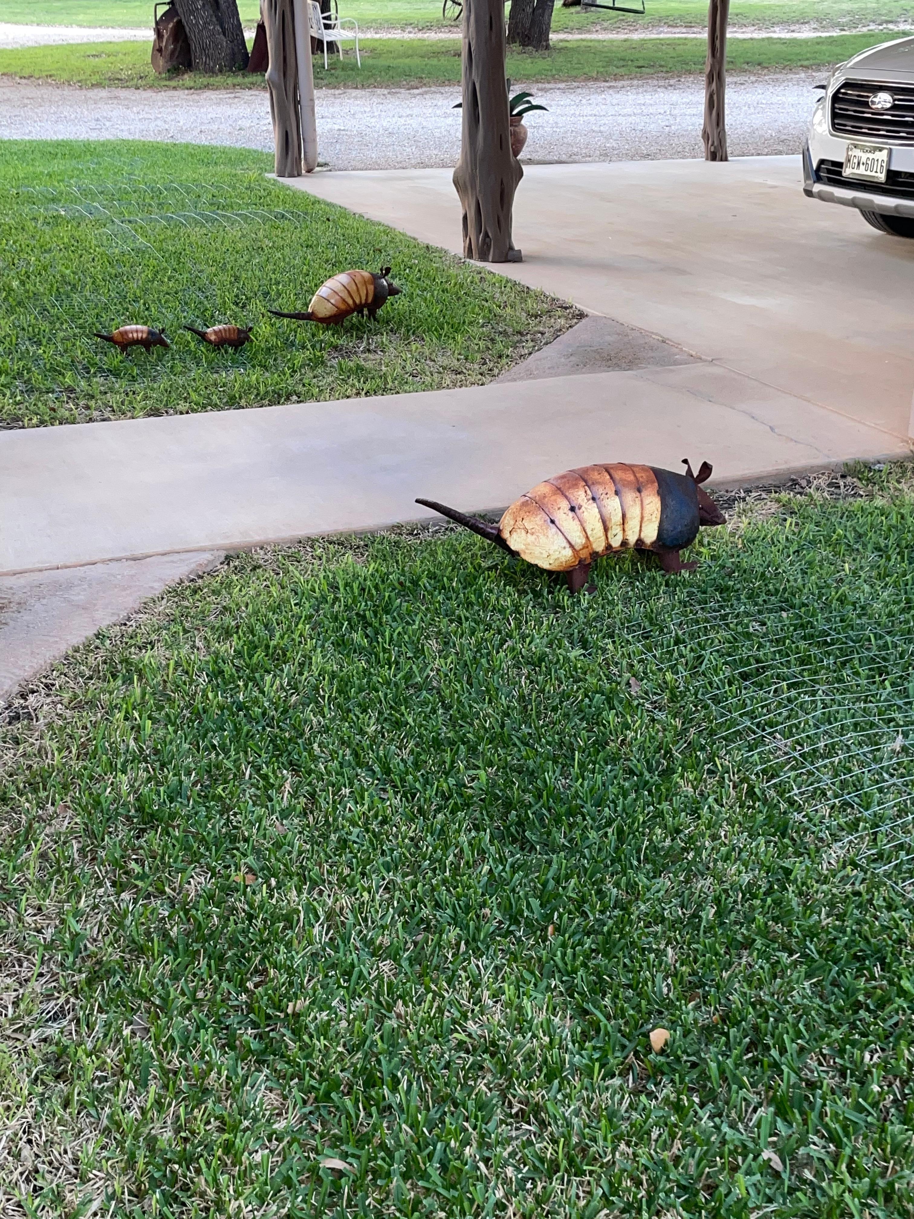 Texas armadillos ?