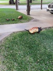 Texas armadillos ?