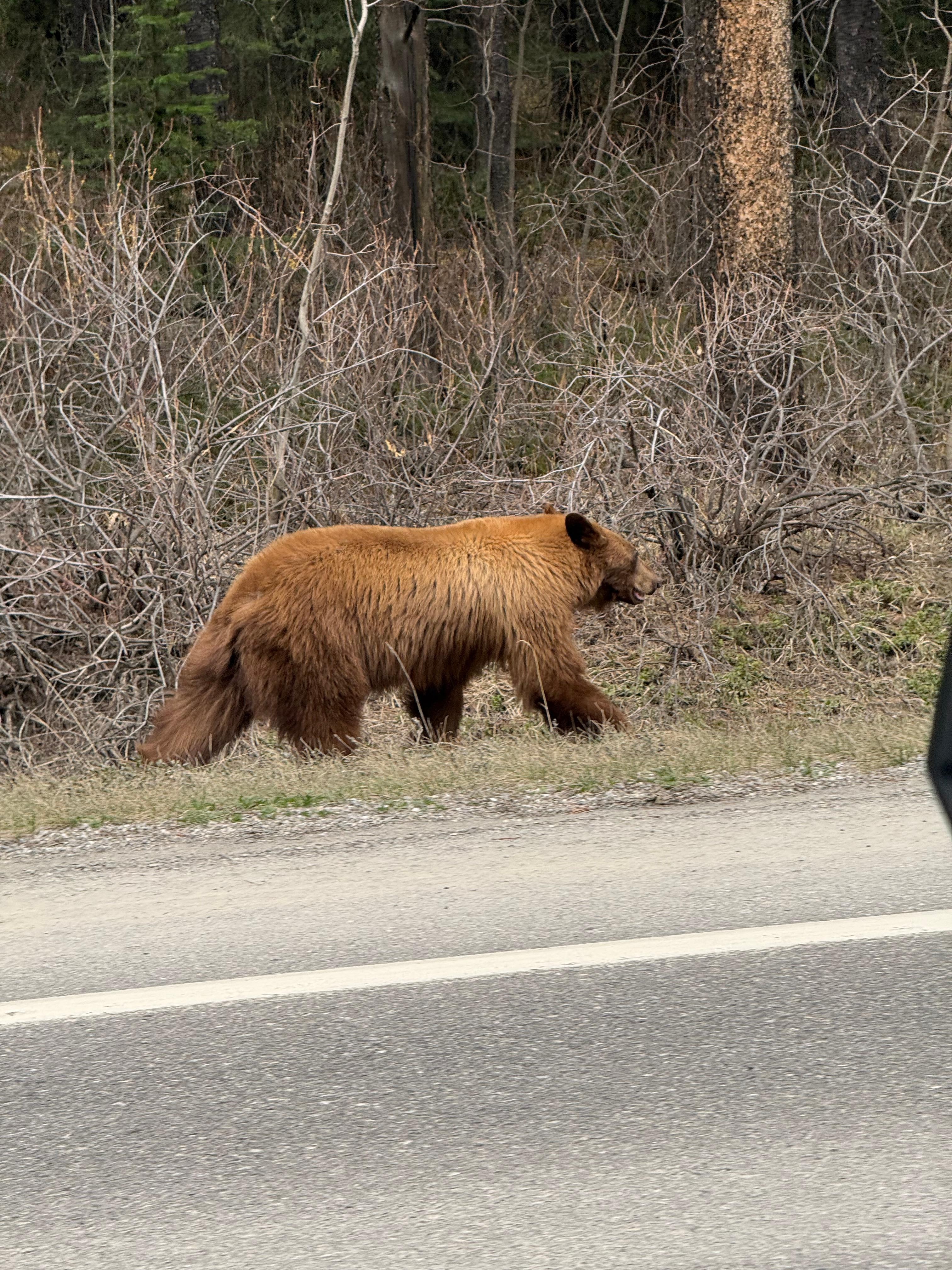 A bear along the route from the national park. 