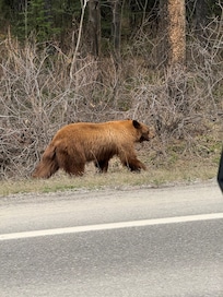 A bear along the route from the national park.