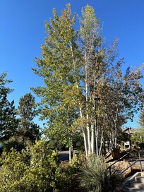 I LOVE the Aspen trees