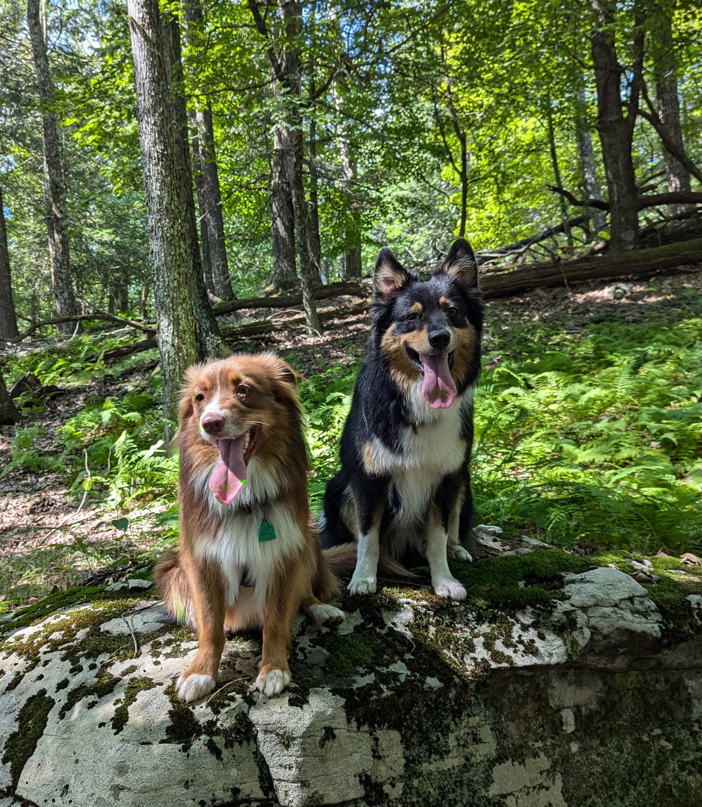 Dogs had a good time in surrounding forest. 